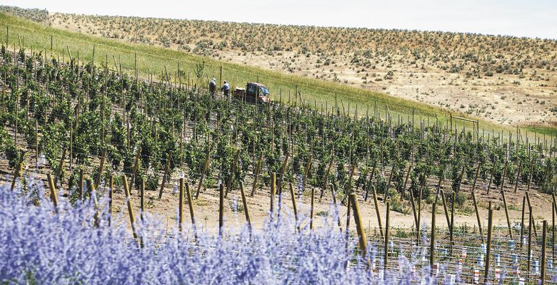 A block of Merlot thrives at Eagle Creek Vineyards, owned by Lance and Jacki Adams. The vines were planted in 2013. This was the first vineyard Travis and Michael Cook planted outside their own estate vineyard. ##Photo by Timothy Bishop