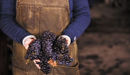 Working the harvest season as an intern can be a grueling, yet highly rewarding experience, filled with physical and mental challenges. Read what this writer learned while laboring over fermenting grapes in the winery at Hazelfern Cellars. ##Photo by Carolyn Wells-Kramer