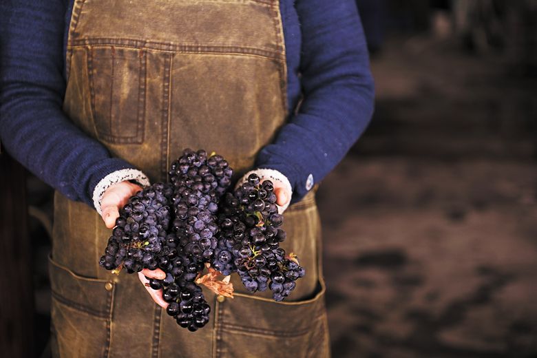 Working the harvest season as an intern can be a grueling, yet highly rewarding experience, filled with physical and mental challenges. Read what this writer learned while laboring over fermenting grapes in the winery at Hazelfern Cellars. ##Photo by Carolyn Wells-Kramer