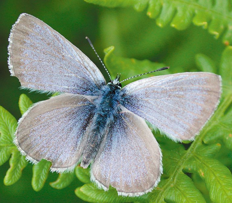 A male Fender s blue butterfly. ## Photo provided by Van Duzer Vineyards A male Fender s blue butterfly. ## Photo provided by Van Duzer Vineyards