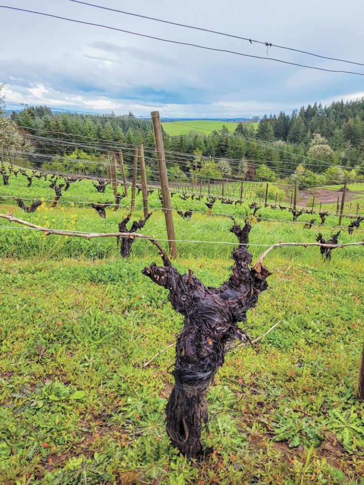 A block of old vines in the Fir Crest Vineyard, situated within the Yamhill-Carlton AVA. ##Photo by Alex Fullerton of Fullerton Wines