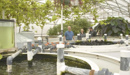 Bob Wills, owner of Cedar Grove Cheese in Plain, Wisc., stands inside his
innovative “Living Machine” greenhouse, which naturally cleans the wastewater before it goes back to the earth.