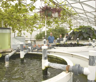 Bob Wills, owner of Cedar Grove Cheese in Plain, Wisc., stands inside his
innovative “Living Machine” greenhouse, which naturally cleans the wastewater before it goes back to the earth.