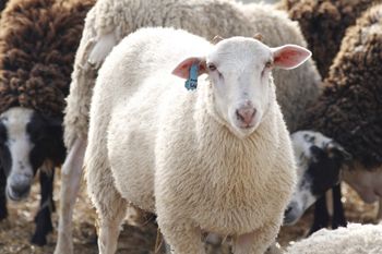 When Ancient Heritage moved operations from Scio in the Willamette Valley to Madras, their herd of East Friesian cross sheep came, too. When Ancient Heritage moved operations from Scio in the Willamette Valley to Madras, their herd of East Friesian cross sheep came, too.