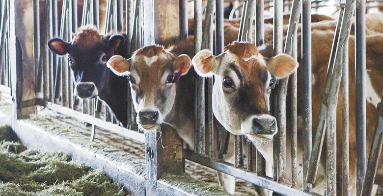 Jersey, Dutch Belted and Friesian heritage breeds provide the milk for Cascadia; the dairy was one of the first in Washington to be certified organic by Oregon Tilth. ##Photo by Christine Hyatt