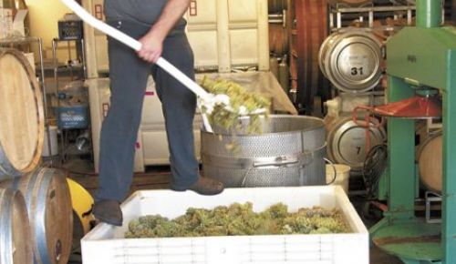 Jesse Skiles shovels white grapes into the press at his Southeast Portland winery, Fause Piste. Photo by Szymczak.