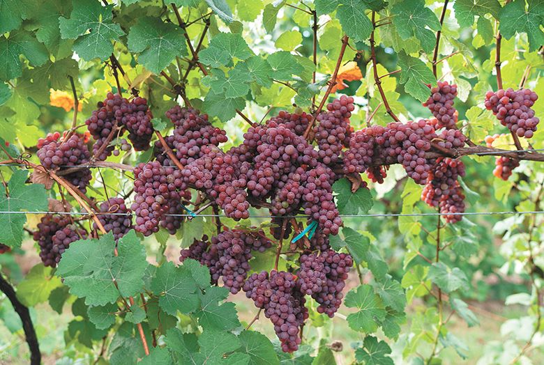 Gew&uuml;rztraminer grapes, destined for Fossil & Fawn, growing in the Sunnyside Vineyard. ## Photo by Jim Fischer