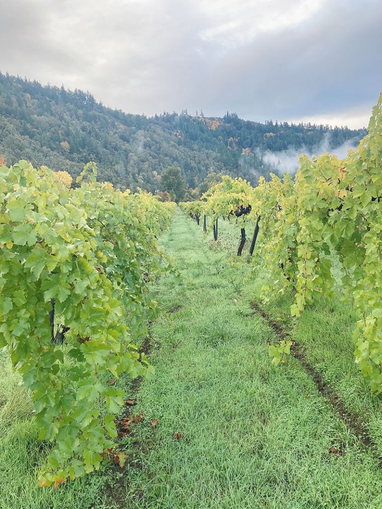 Overlooking rows of grapevines on the Freed Estate Vineyard. ## Photo provided by Freed Estate Winery