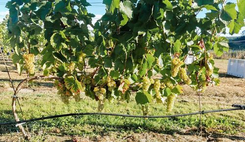 Ripe Gouais Blanc grapes ready to be harvested. ##Photo provided By Björnson Vineyard