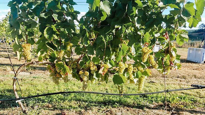 Ripe Gouais Blanc grapes ready to be harvested. ##Photo provided By Björnson Vineyard