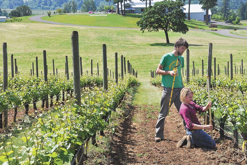 Oregon Wine Research Institute/Oregon State University viticulturist Patty Skinkis works with growers to test the effects of field practices. Shown here at Stoller Family Estate in Dayton, graduate student Levi Fredrikson helps Skinkis measure vine productivity. ##Photo Courtesy of OWRI/OSU