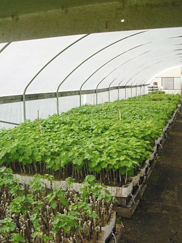 Young grapevine plants in the greenhouse nursery at Plaisance Ranch. ## Photo provided by Plaisance Ranch Young grapevine plants in the greenhouse nursery at Plaisance Ranch. ## Photo provided by Plaisance Ranch