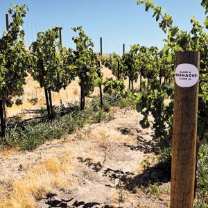 Head-trained Grenache vines growing on the Oregon side of the Walla Walla Valley in Grosgrain Vineyards.##Photo credit: Matt Austin