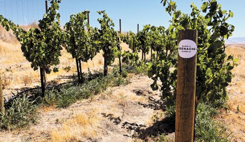 Head-trained Grenache vines growing on the Oregon side of the Walla Walla Valley in Grosgrain Vineyards.##Photo credit: Matt Austin