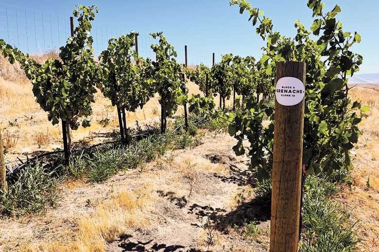 Head-trained Grenache vines growing on the Oregon side of the Walla Walla Valley in Grosgrain Vineyards.##Photo credit: Matt Austin