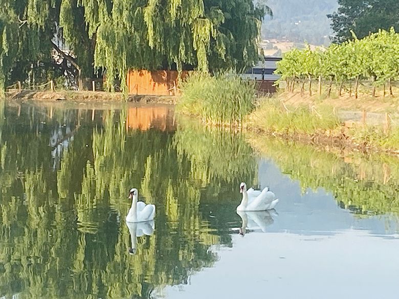 Two swans in a pond alongside a Harvest Host vineyard. ## Photo provided by Harvest Hosts Two swans in a pond alongside a Harvest Host vineyard. ## Photo provided by Harvest Hosts