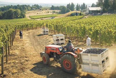 Crews harvest Pinot Noir at Sokol Blosser in Dayton.