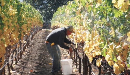 A harvest worker picks Pinot Noir in the North Willamette Valley.
