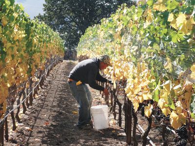 A harvest worker picks Pinot Noir in the North Willamette Valley. A harvest worker picks Pinot Noir in the North Willamette Valley.