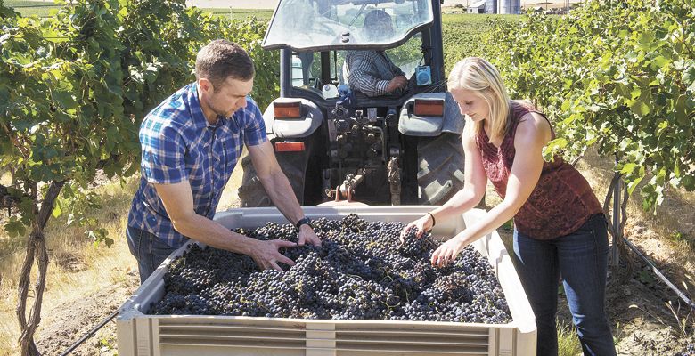 Willamette Valley Vineyards Winery Director Christine Collier helps sort fruit at Pambrun Vineyard in the SeVein Vineyard Development in the Walla Walla Valley with Jon Meuret, the consulting winemaker for the Walla Walla project. ##Photo by Andrea Johnson.