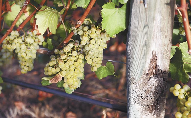 Chardonnay hangs, ready to be harvested in mid-September at Stoller Family Estate in Dayton. ##Photo by Rusty Rae