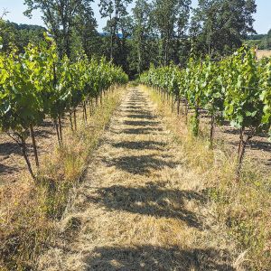 Head-trained vines at Yamhill&rsquo;s Concinnitas Farm. ##Photo provided by Concinnitas Farm