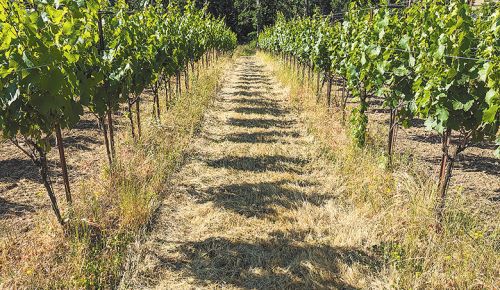 Head-trained vines at Yamhill&rsquo;s Concinnitas Farm. ##Photo provided by Concinnitas Farm