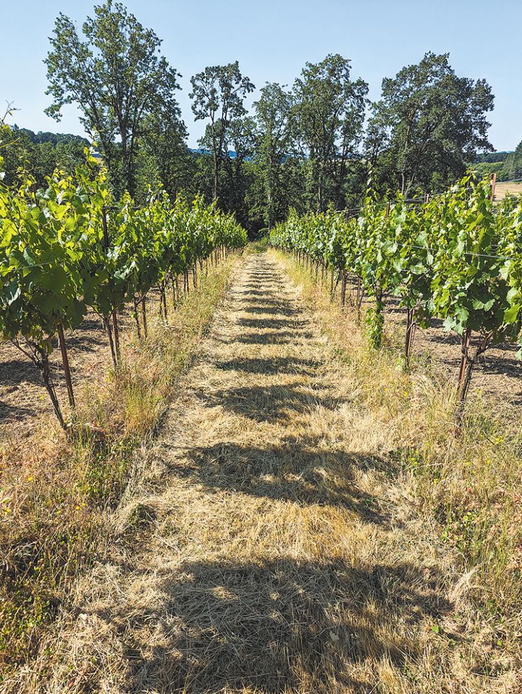 Head-trained vines at Yamhill&rsquo;s Concinnitas Farm. ##Photo provided by Concinnitas Farm