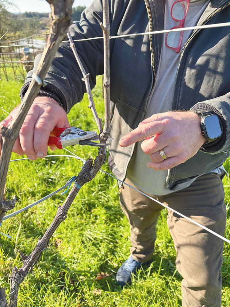 Pruning vines in the winter. ## Photo by Oregon Wine Concierge