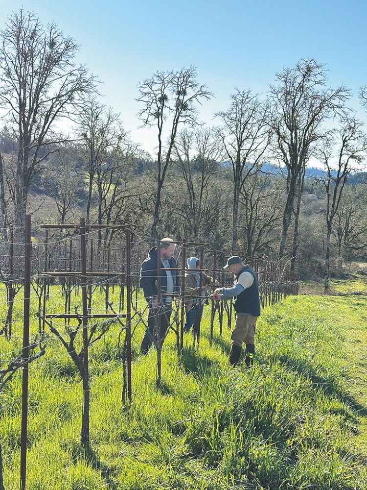 Chad Stock working with Juan Cruz, Sterling Vineyard Management s operations manager, pruning head-trained grapevines. ## Photo by Oregon Wine Concierge