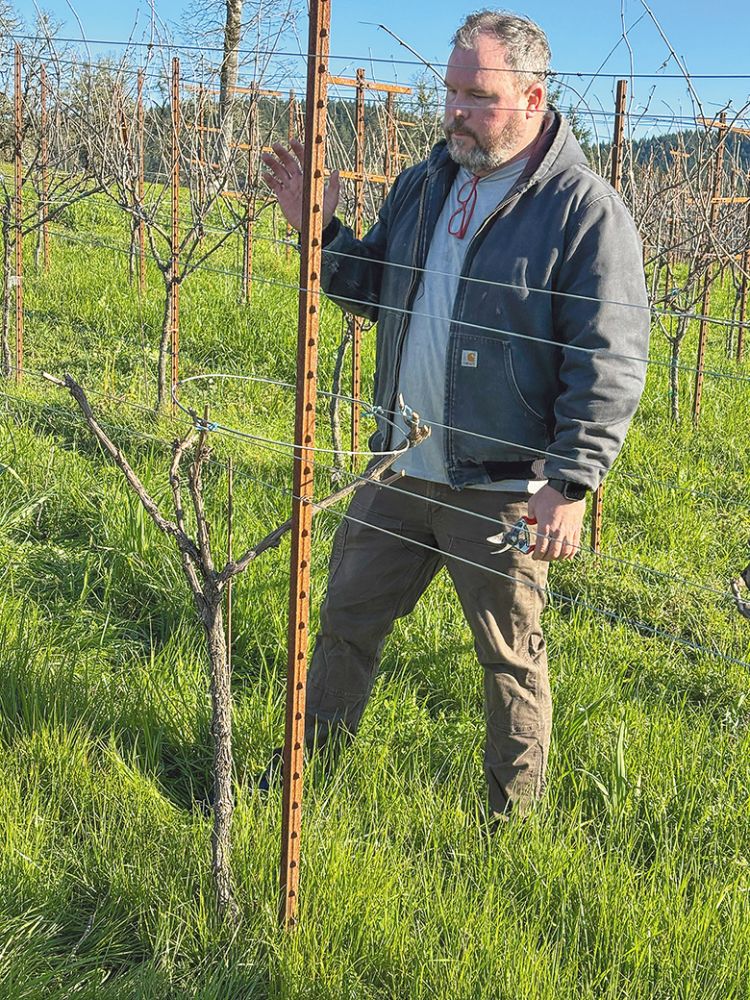 Chad Stock, who manages Concinnitas Farm and co-owns Limited Addition Wines, as he prunes the head-trained grapevines. ## Photo by Oregon Wine Concierge