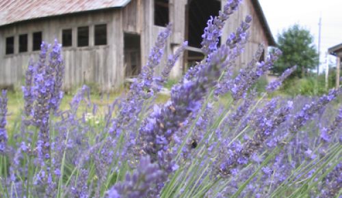 Michele Bloomquist and Chris Eckels received a $30,000 grant to renovate the barn, which is one of the oldest barns in Clark County. Photo provided.