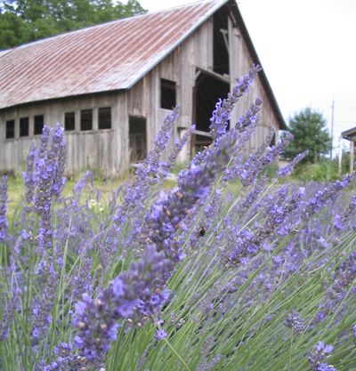 Michele Bloomquist and Chris Eckels received a $30,000 grant to renovate the barn, which is one of the oldest barns in Clark County. Photo provided.