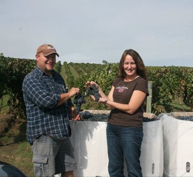Bloomquist and Eckels harvest the grapes from their one-acre vineyard. Photo provided. Bloomquist and Eckels harvest the grapes from their one-acre vineyard. Photo provided.
