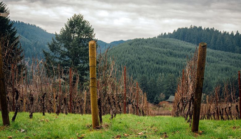 High Pass Vineyard in the Lower Long Tom AVA in the Willamette Valley. ##Photo by Kathryn Elsesser