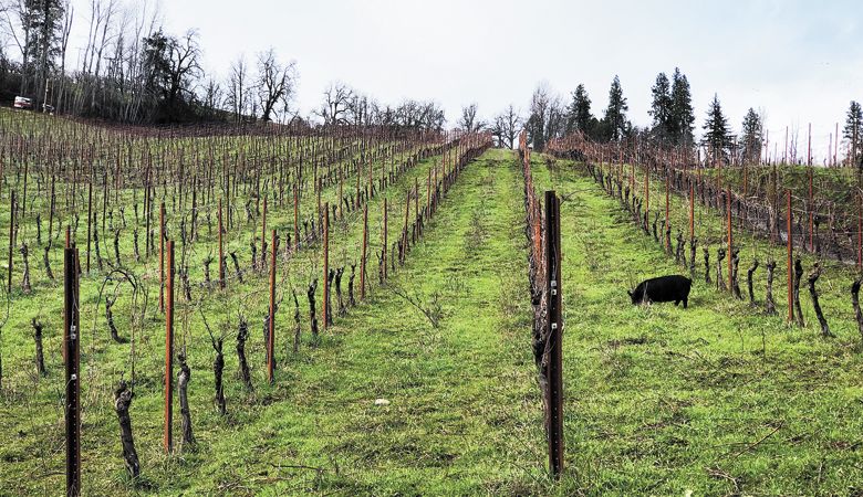 Pigs and other farm animals remain an integral part of the vineyard landscape.##Photo by Annelise Kelly