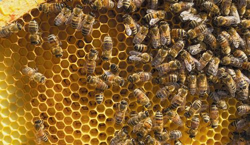 Honey bees busy at work. ##Photo provided by Fairsing Vineyard
