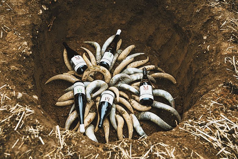 Filled cowhorns and bottles of Montinore Estate wines before being buried for six months. ##Photo by Cheryl Juetten