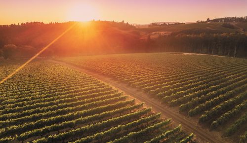 Overlooking Hyland Vineyard, a winery participating in the McMinnville AVA Passport Program.##Photo by Carolyn Wells-Kramer, courtesy of the Oregon Wine Board