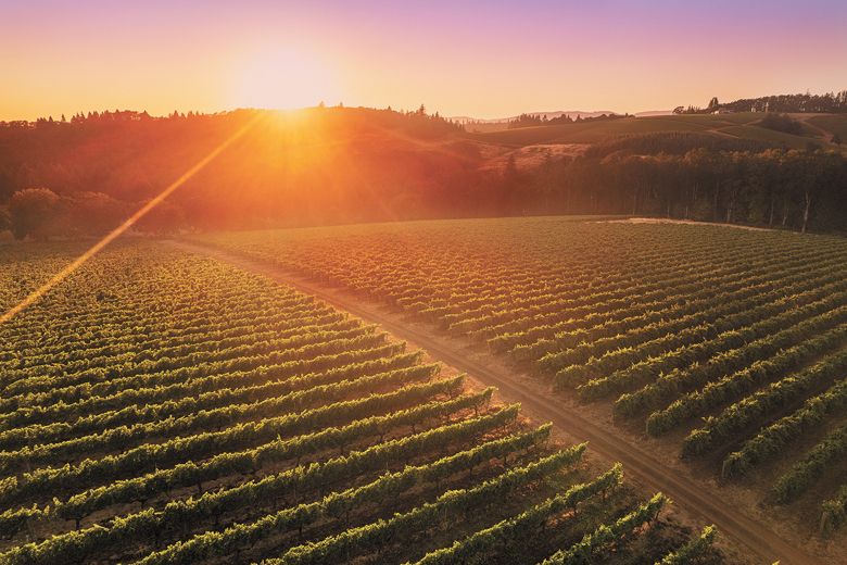 Overlooking Hyland Vineyard, a winery participating in the McMinnville AVA Passport Program.##Photo by Carolyn Wells-Kramer, courtesy of the Oregon Wine Board