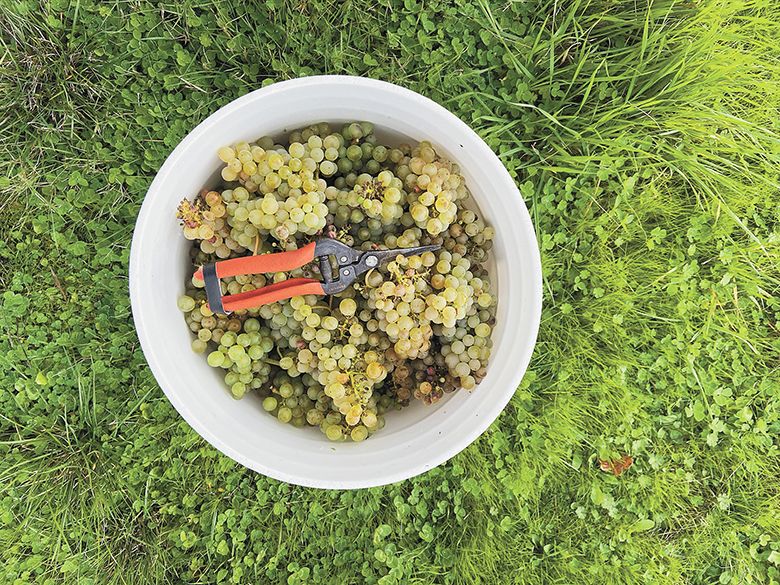 The first bucket of Savagnin off the vine. ##Photo Provided by Johan Vineyards The first bucket of Savagnin off the vine. ##Photo Provided by Johan Vineyards