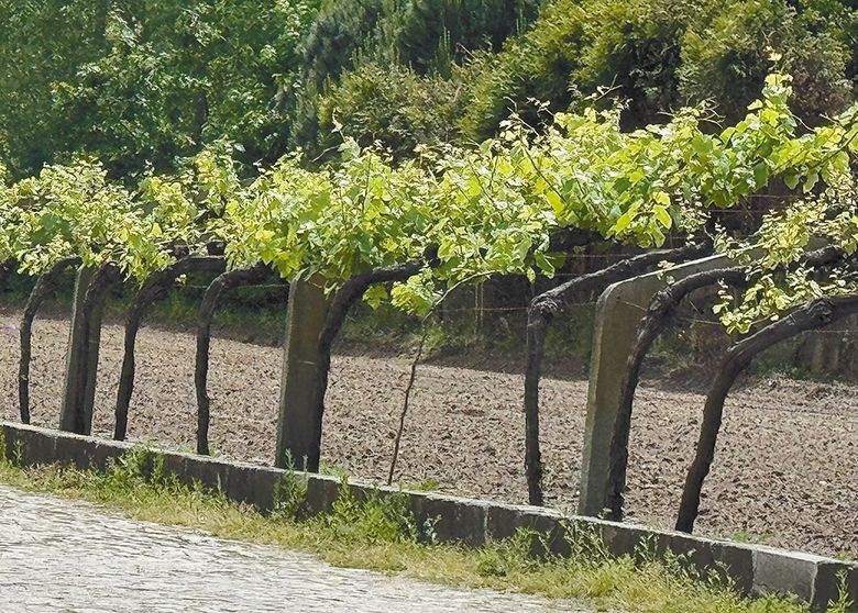 A stone trellising system seen on a Camino walk. ## Photo provided by Long Walk Vineyard