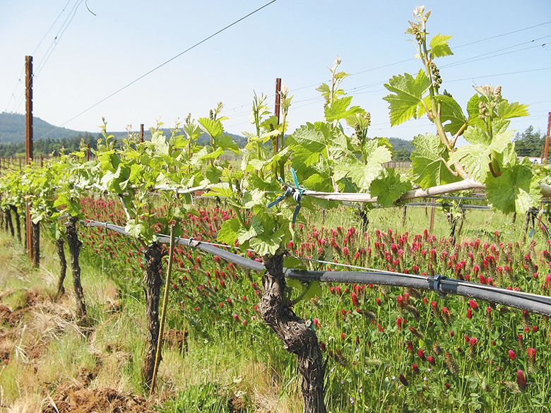 An Eola-Amity Hills vineyard during spring with crimson clover cover crop in bloom and undervine tillage to control weeds. ## Photo courtesy of Patty Skinkis, OSU