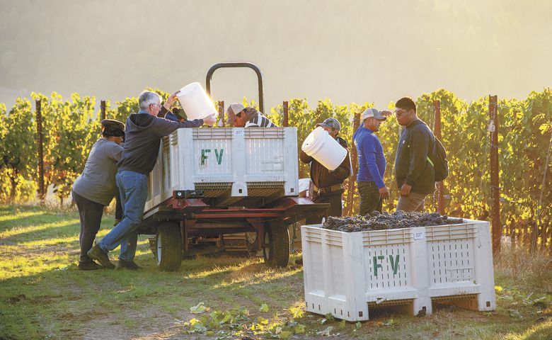 Mike McNally helps the picking crew at Fairsing Vineyard in the Yamhill-Carlton AVA during harvest last year. ##Photo by Andrea Johnson