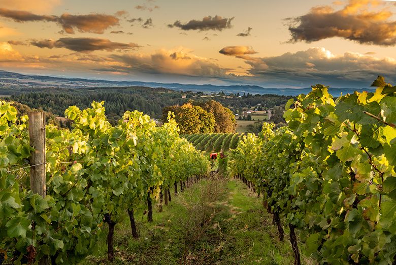 A vineyard steward driving a tractor at J. Wrigley Vineyard in the McMinnville appellation, nested within the larger Willamette Valley. ## Photo provided by The McMinnville Winegrowers Association