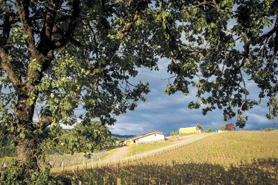 Together, Somers and Loosen purchased a beautiful 40-acre property on Chehalem Mountain in Newberg, which is now the
home of J. Christopher Winery and Appassionata Vineyard, the partners’ first estate vineyard. Together, Somers and Loosen purchased a beautiful 40-acre property on Chehalem Mountain in Newberg, which is now the
home of J. Christopher Winery and Appassionata Vineyard, the partners’ first estate vineyard.