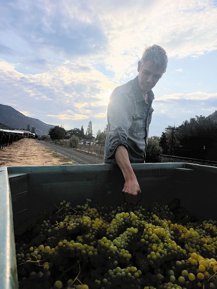 Maisson Jussiaume s owner and winemaker Jean-Michel Jussiaume inspecting newly picked grapes.  
## Photo provided by Maison Jussiaume