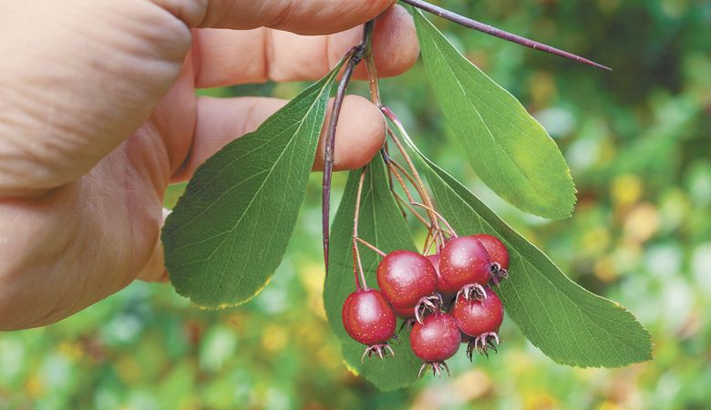 Wild Food Adventures founder John Kallas forages Cockspur hawthorn (Crataegus crus-galli) — the thorn measures two inches long. ##Photo courtesy of John Kallas/Wild Food Adventures