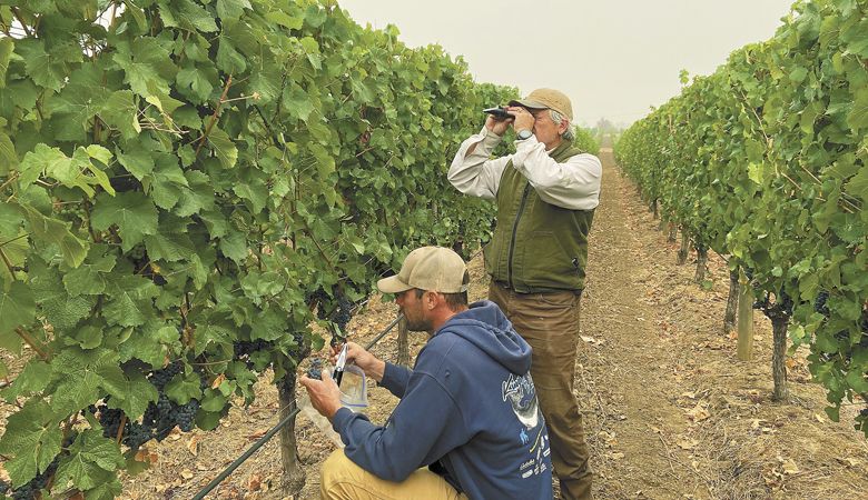 Ken Wright and vineyard staff check fruit at one of his vineyards while smoke hangs in the sky. ##Photo provided