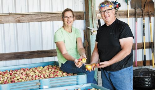 Carla and Kevin Chambers harvest the cider apples on what is now Résonance Wines property. ##Photo by Andrea Johnson